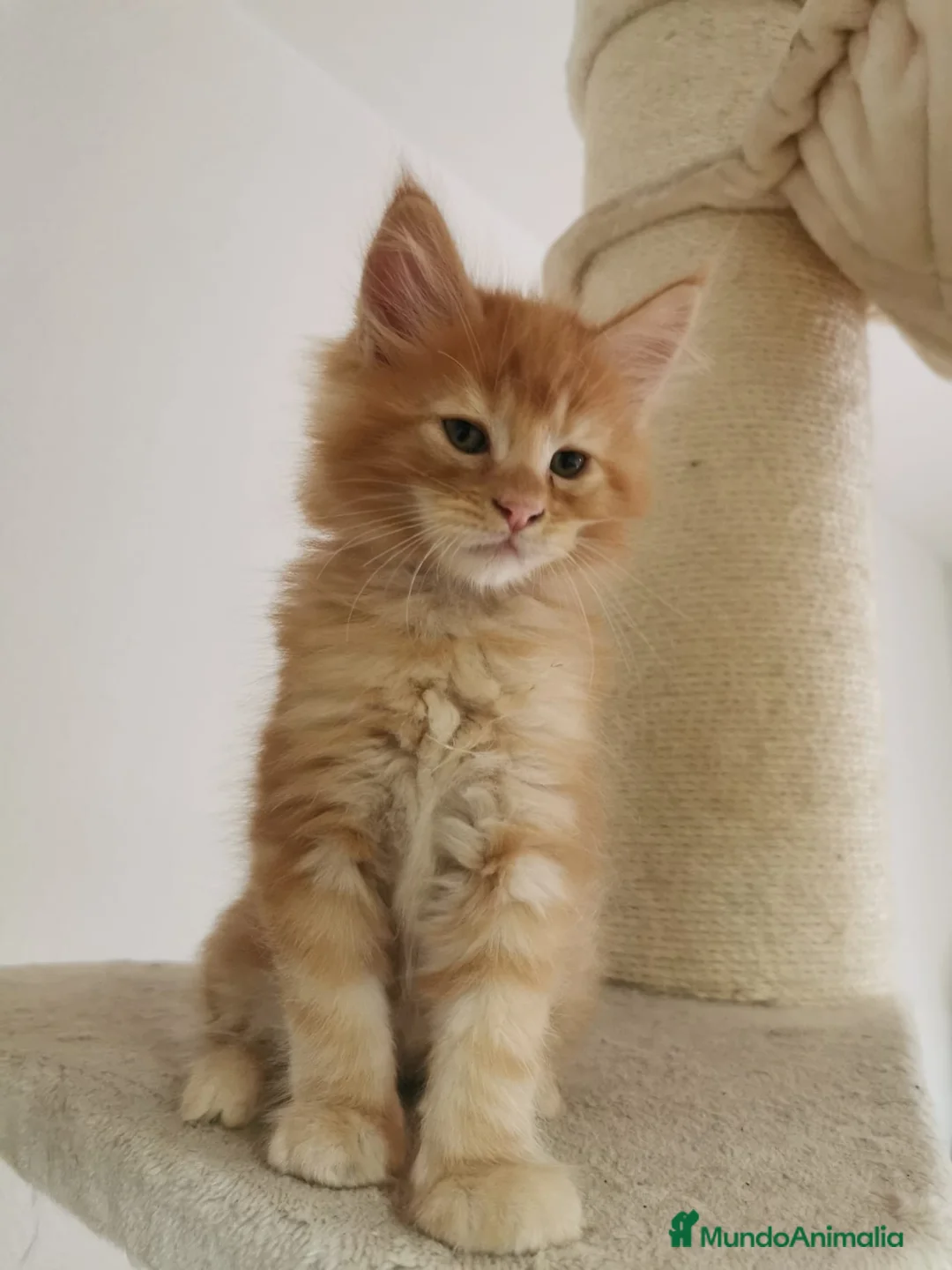 Maine Coon gatos en venta: Maravilloso Mainecoon naranja  en Madrid - Anuncio 5