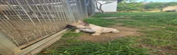 Bulldog Francés perros en venta: Bulldog frances - Anuncio 4