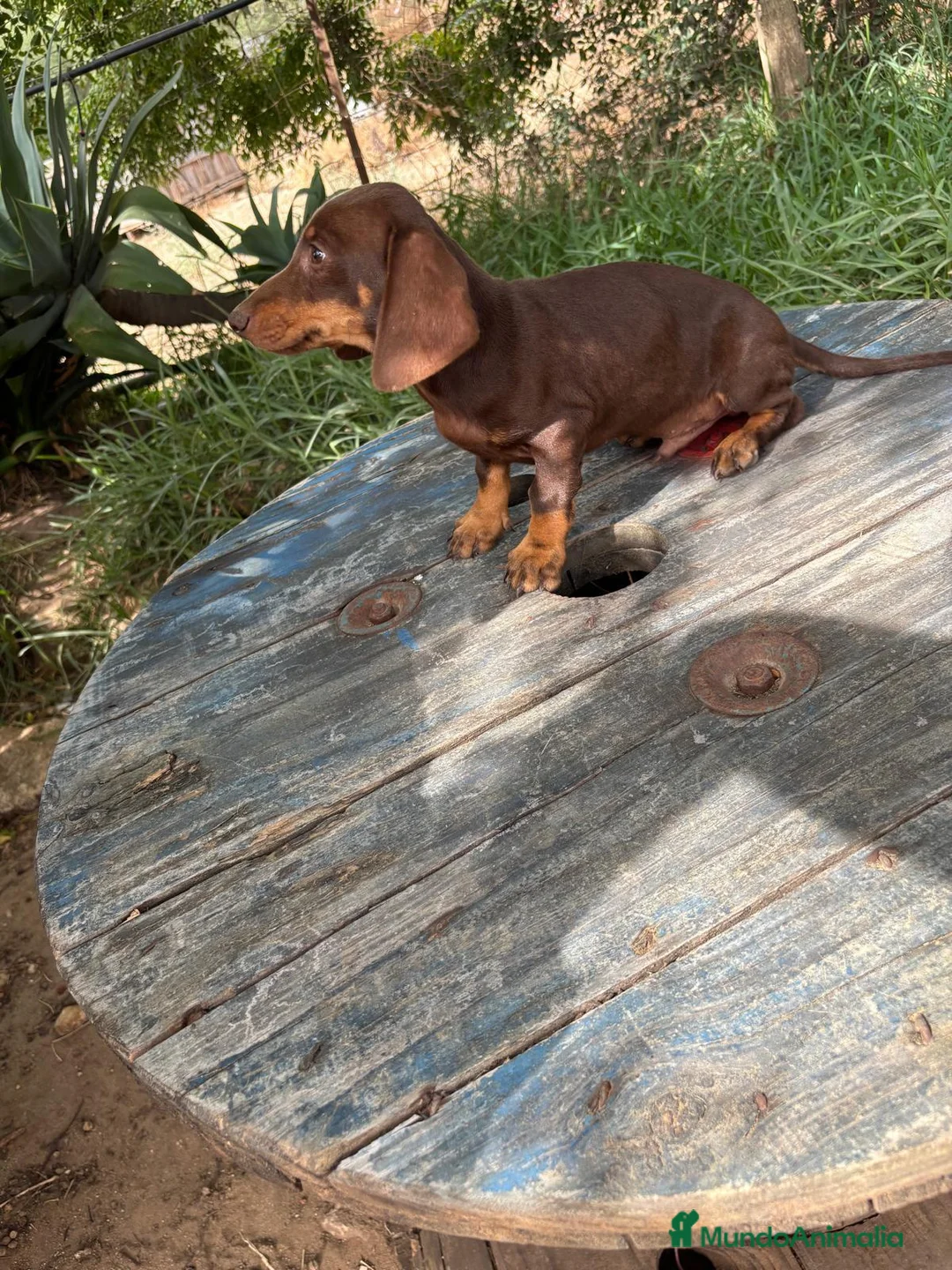 Teckel Miniatura perros en venta: Disponible Teckels de Calidad  - Anuncio 16