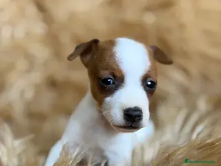 Jack Russell Terrier perros Jack Russell macho - Anuncio 2