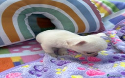 Chihuahua perros en venta: Chihuahua toy - Imagen 2