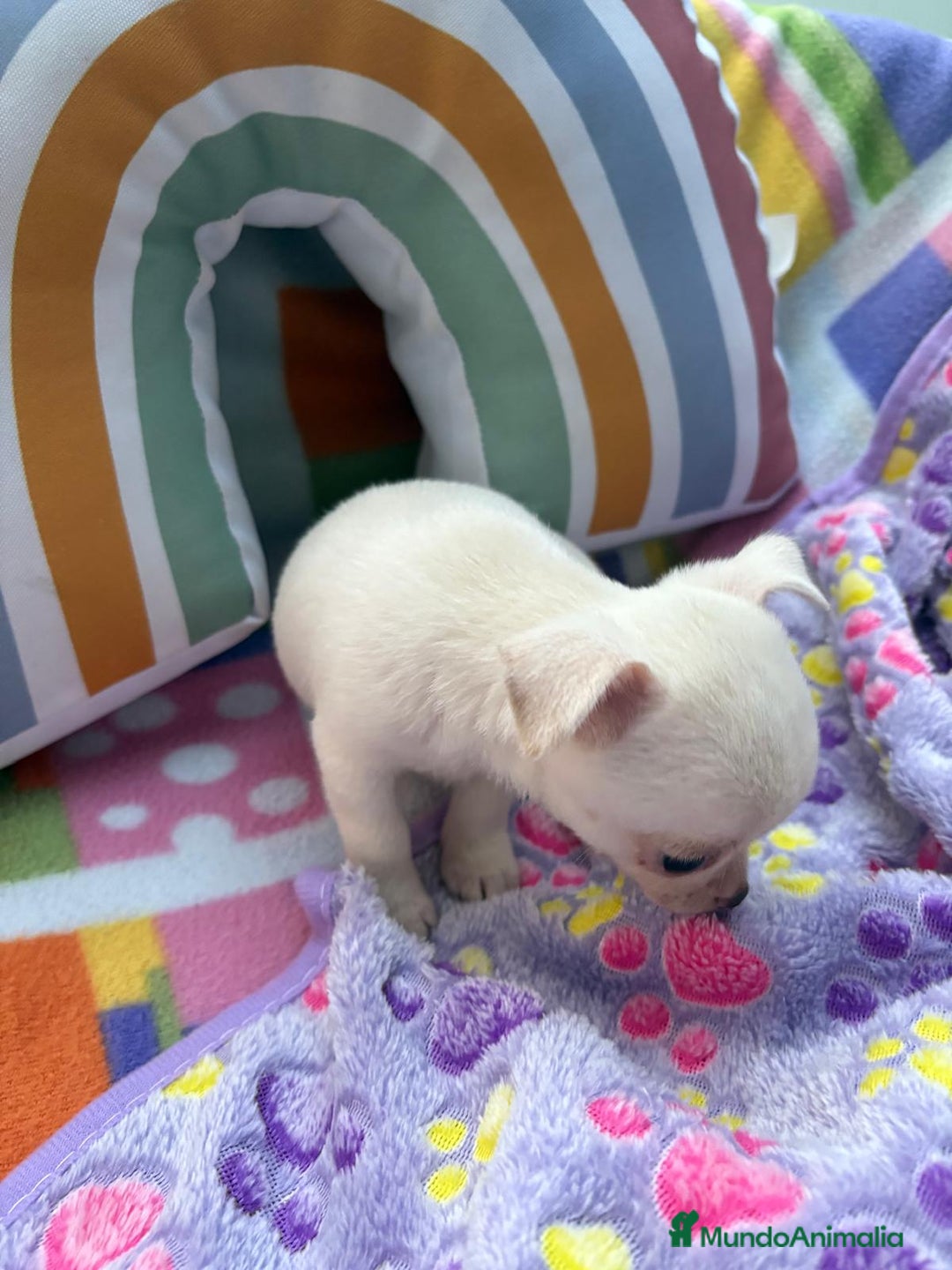 Chihuahua perros en venta: Chihuahua toy - Imagen 2