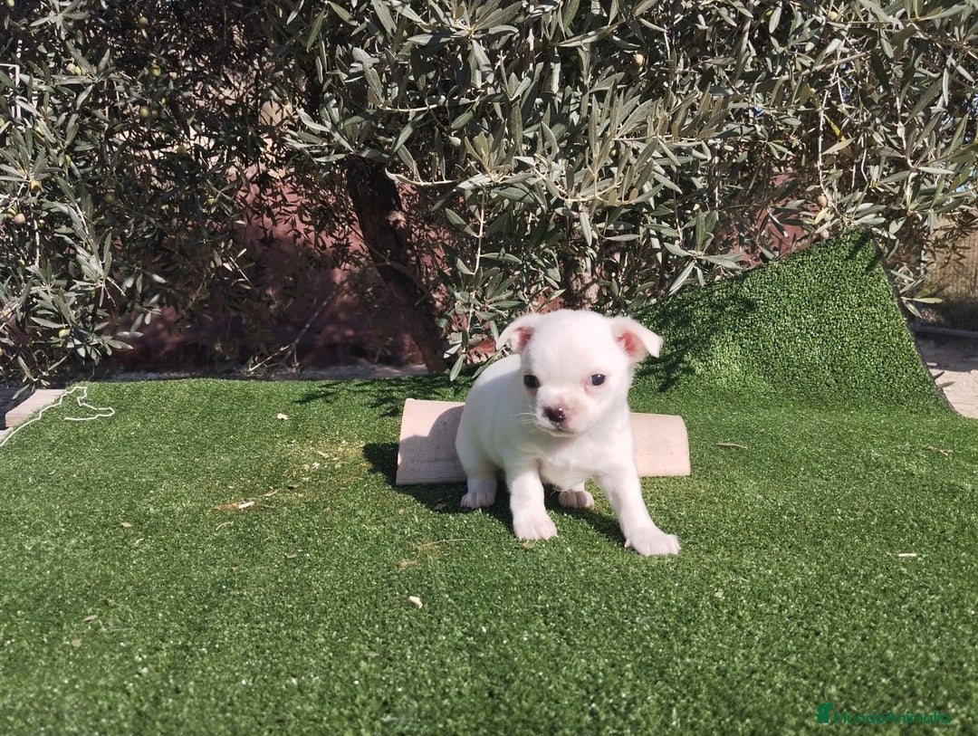 Chihuahua perros en venta: CHIHUAHUAS toy toy cabeza de manzana - Imagen 4