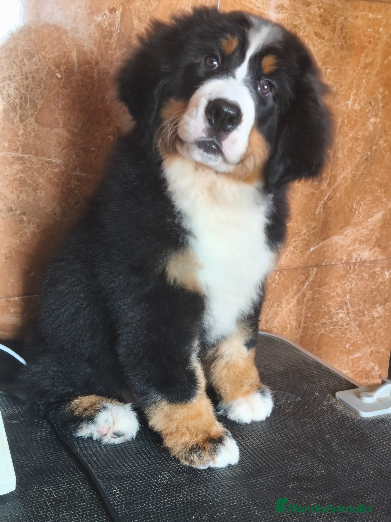 Boyero de Berna perros Boyeros de Berna calidad  - Anuncio 9