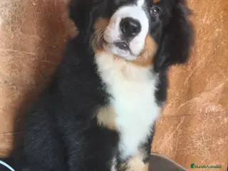 Boyero de Berna perros Boyeros de Berna calidad - Anuncio 9