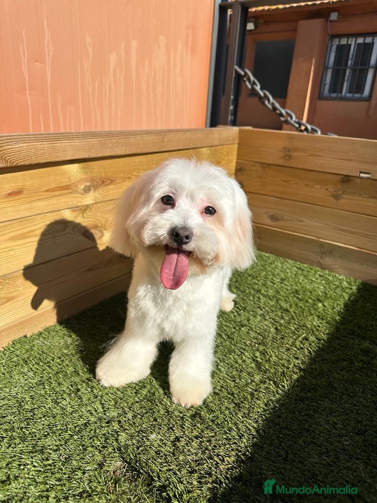 Bichón Maltés perros BICHON MALTES en Barcelona - Anuncio 2