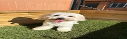 Bichón Maltés perros en venta: BICHON MALTES en Barcelona - Anuncio 2