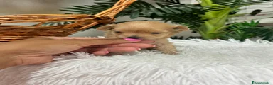 Maltipoo 1