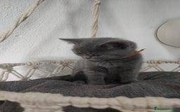 Británico de Pelo Corto gatos en venta: Gato British shorhair  en Salamanca - Imagen 3