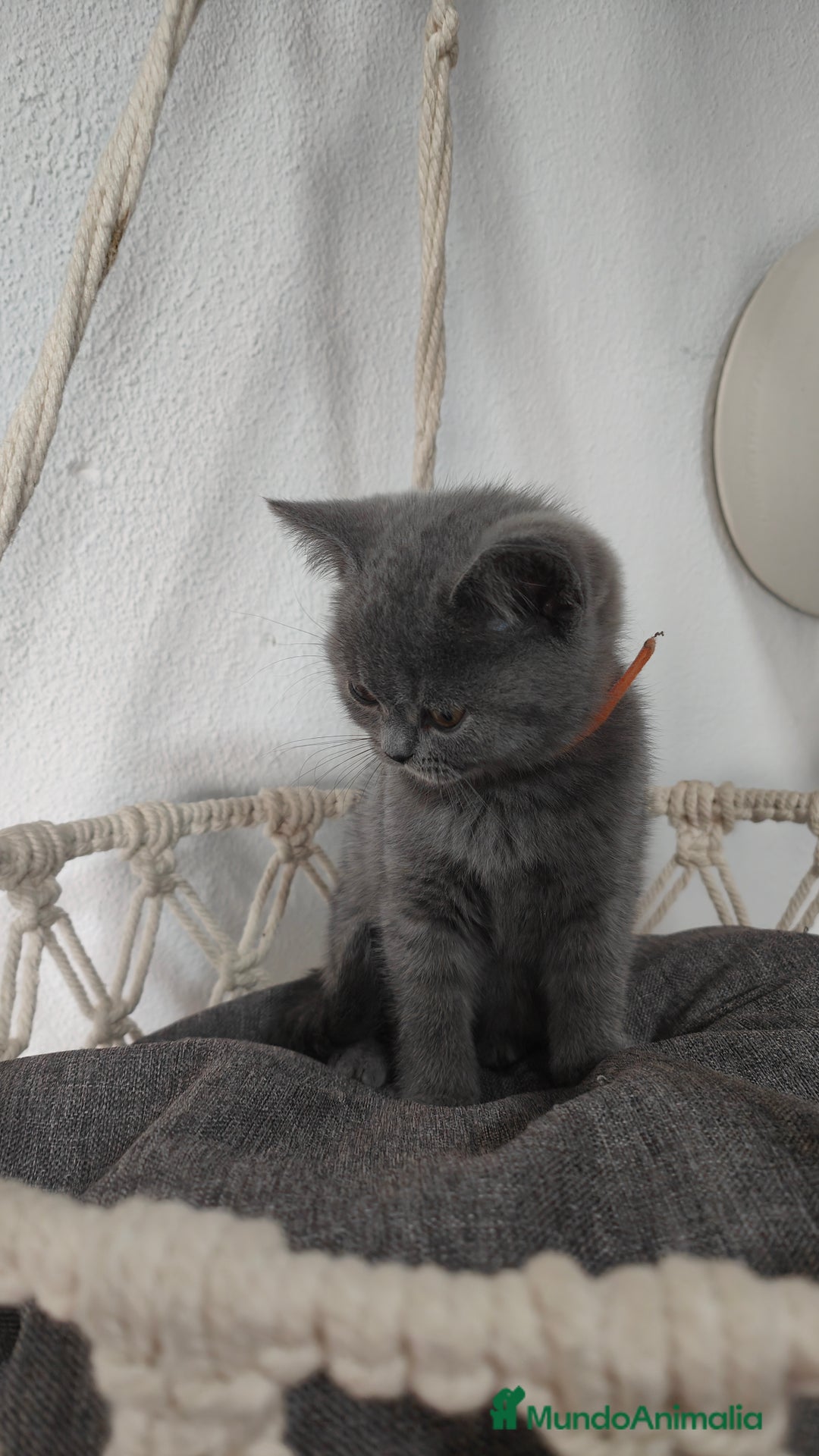 Británico de Pelo Corto gatos en venta: Gato British shorhair  en Salamanca - Imagen 3