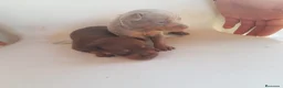 Ratón de Praga perros en venta: Cachorro de ratón de Praga  - Anuncio 11