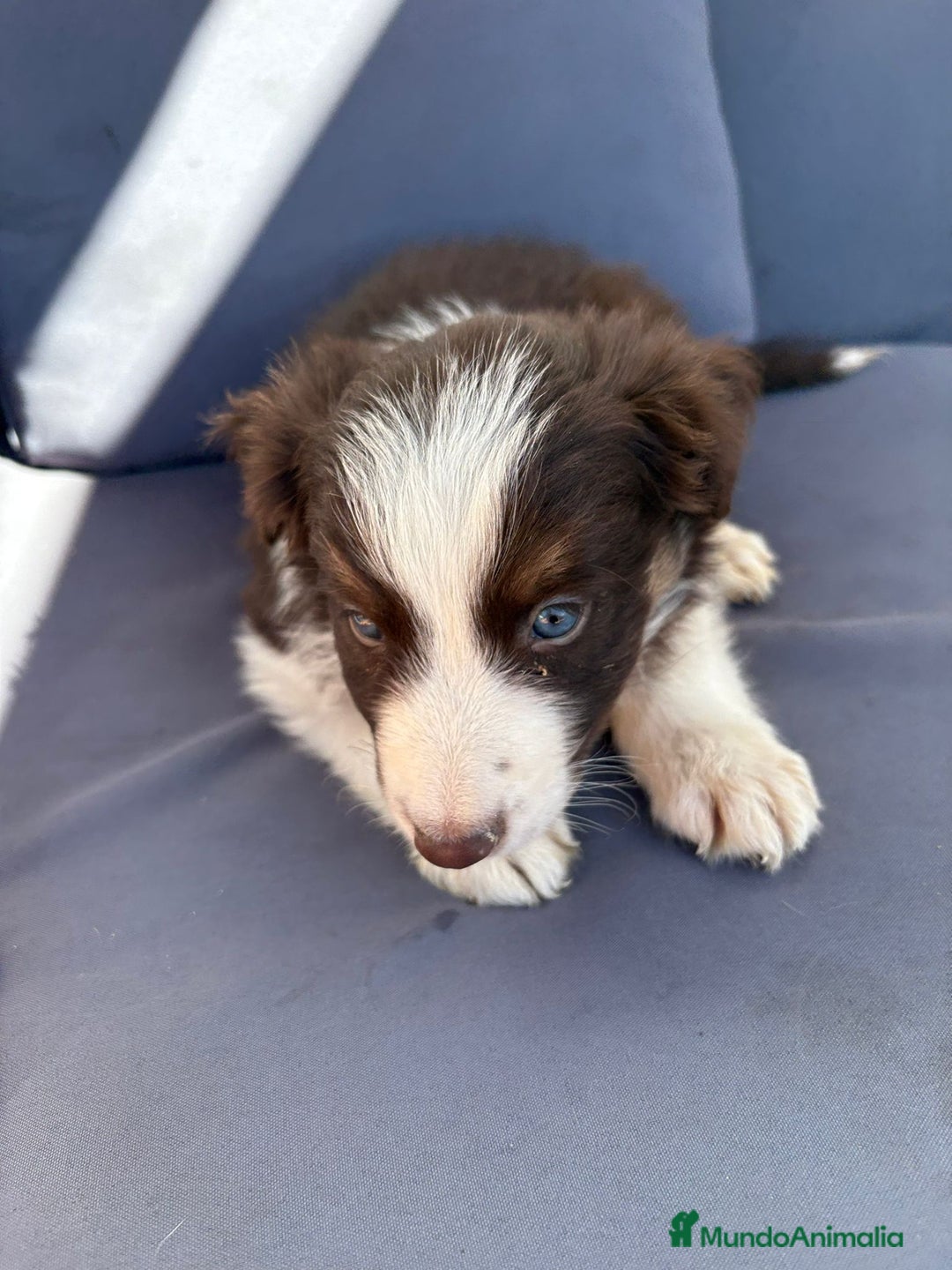 Border Collie perros en venta: Border collie chocolate  - Imagen 25