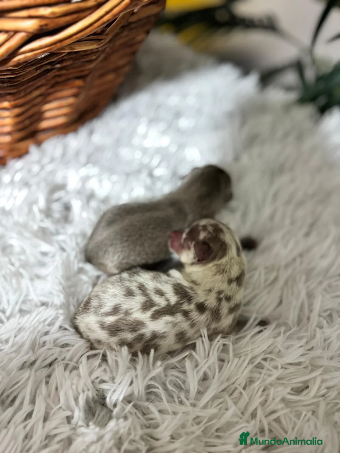 Chihuahua perros en venta: CHIHAUHUA MACHO- COLORES EXOTICOS - Anuncio 9