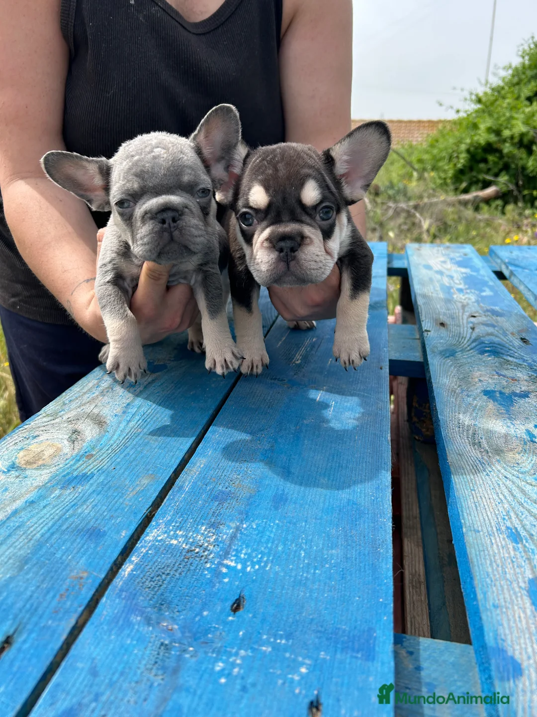 Bulldog Francés perros en venta: Bulldog francés  - Anuncio 1