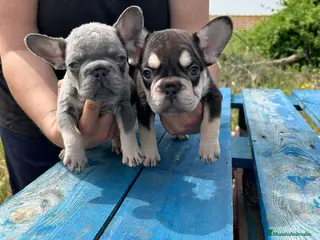 Bulldog Francés perros Bulldog francés - Anuncio 15