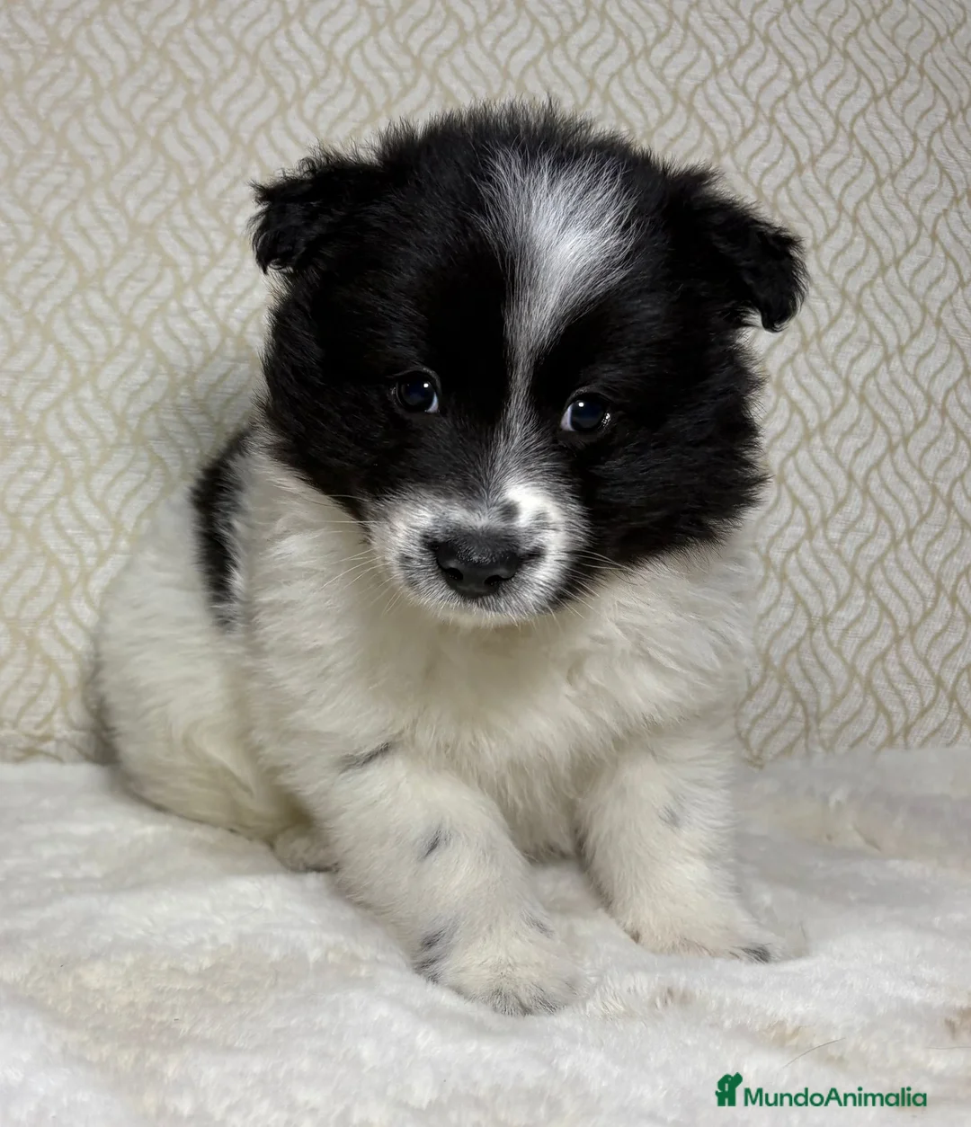 Border Collie perros en venta: Border collie macho precioso  - Anuncio 3