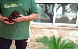 Caniche Toy perros en venta: Precioso cachorro de caniche mini toy chocolate  - Imagen 2