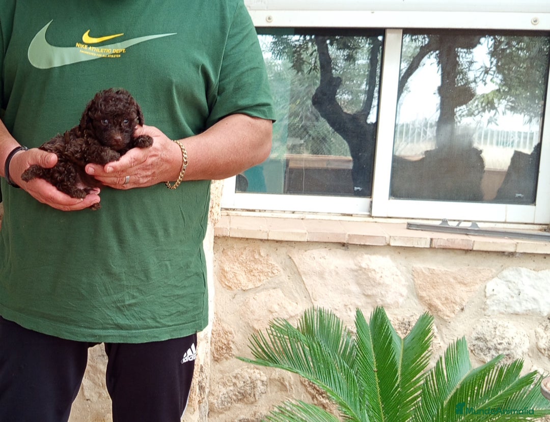 Caniche Toy perros en venta: Precioso cachorro de caniche mini toy chocolate  - Imagen 2