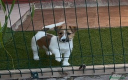 Jack Russell Terrier perros en venta: Jack Russell Terriers CARABY Benidorm  - Imagen 5