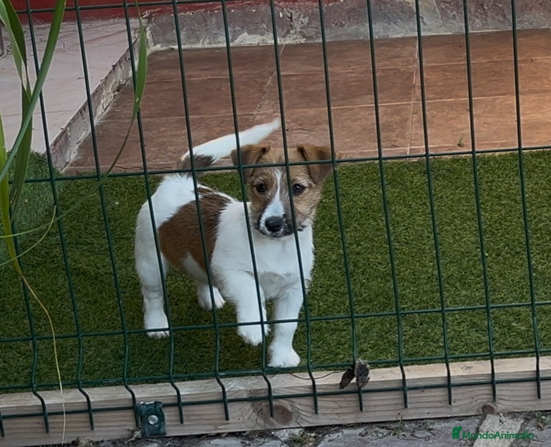 Jack Russell Terrier perros en venta: Jack Russell Terriers CARABY Benidorm  - Imagen 5