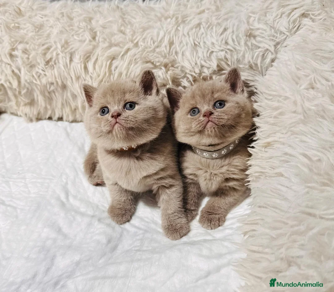 Británico de Pelo Largo gatos en venta: BRITISH  AZULES Y LILACS - Anuncio 8