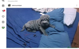 Shar Pei perros en venta: Mini peis 💙 azul - Imagen 4