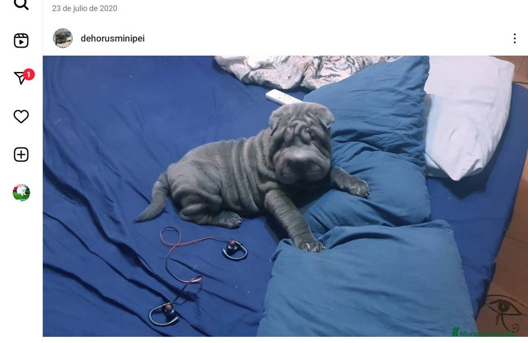 Shar Pei perros en venta: Mini peis 💙 azul - Imagen 4