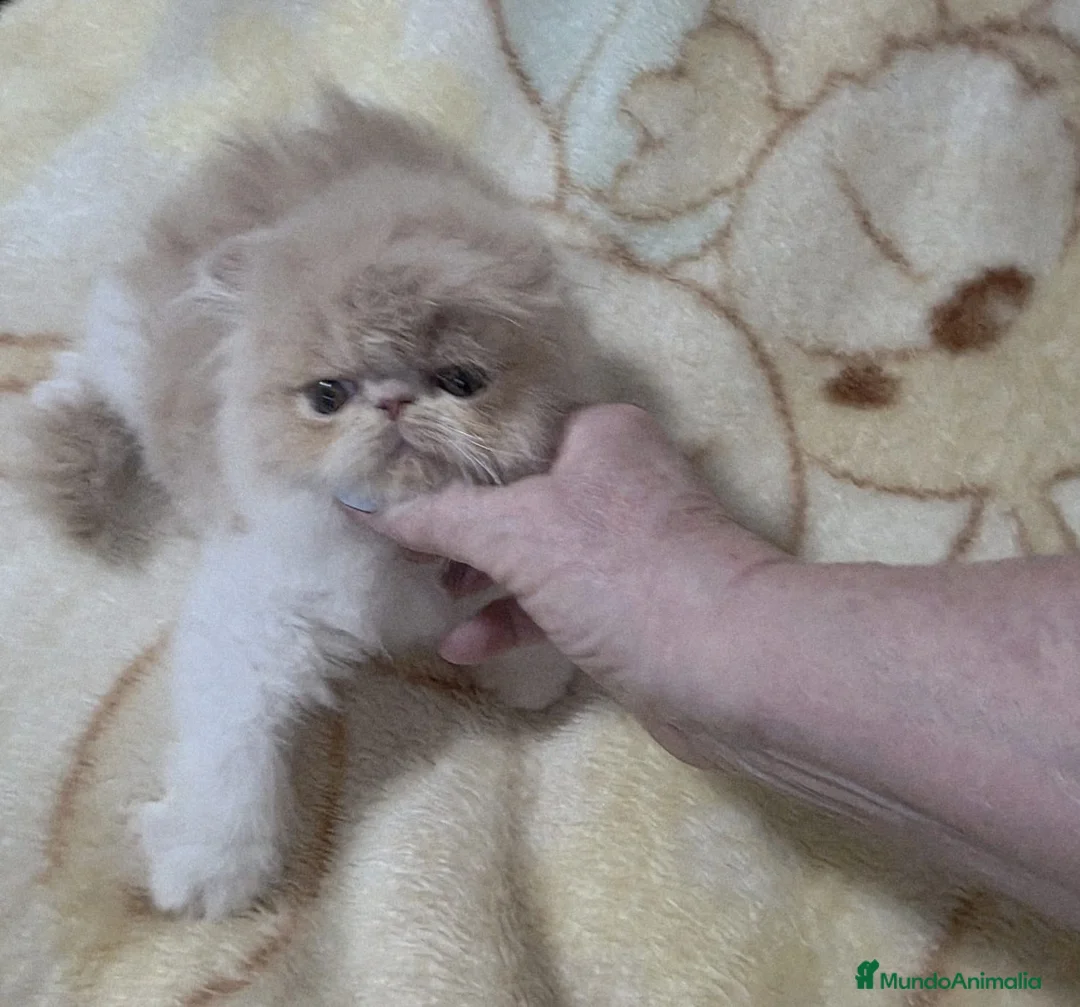 Persa gatos en venta: Persa de pelo largo - Anuncio 2