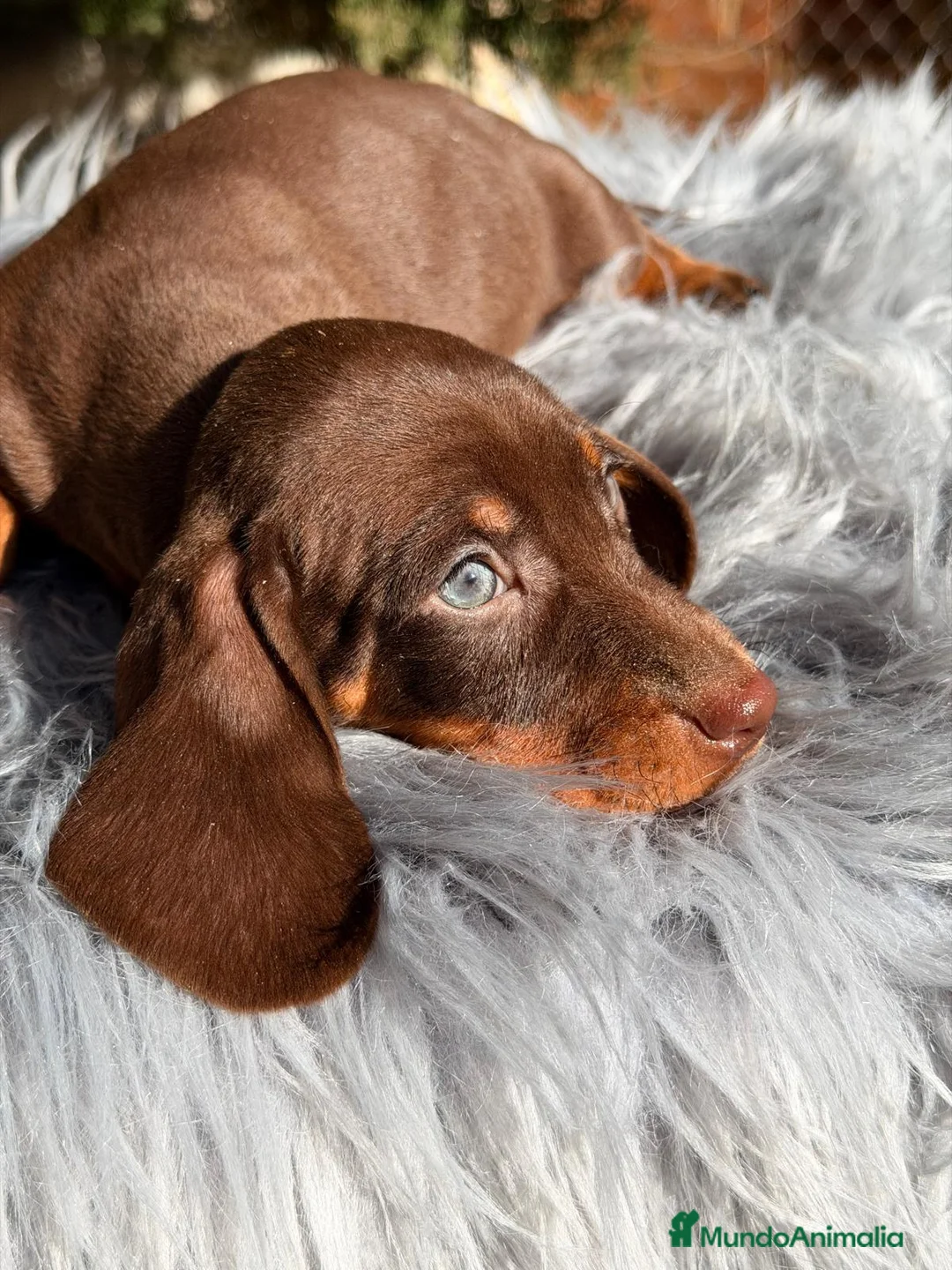 Teckel Miniatura perros en venta: TECKEL CHOCOLATE MACHO - Anuncio 1