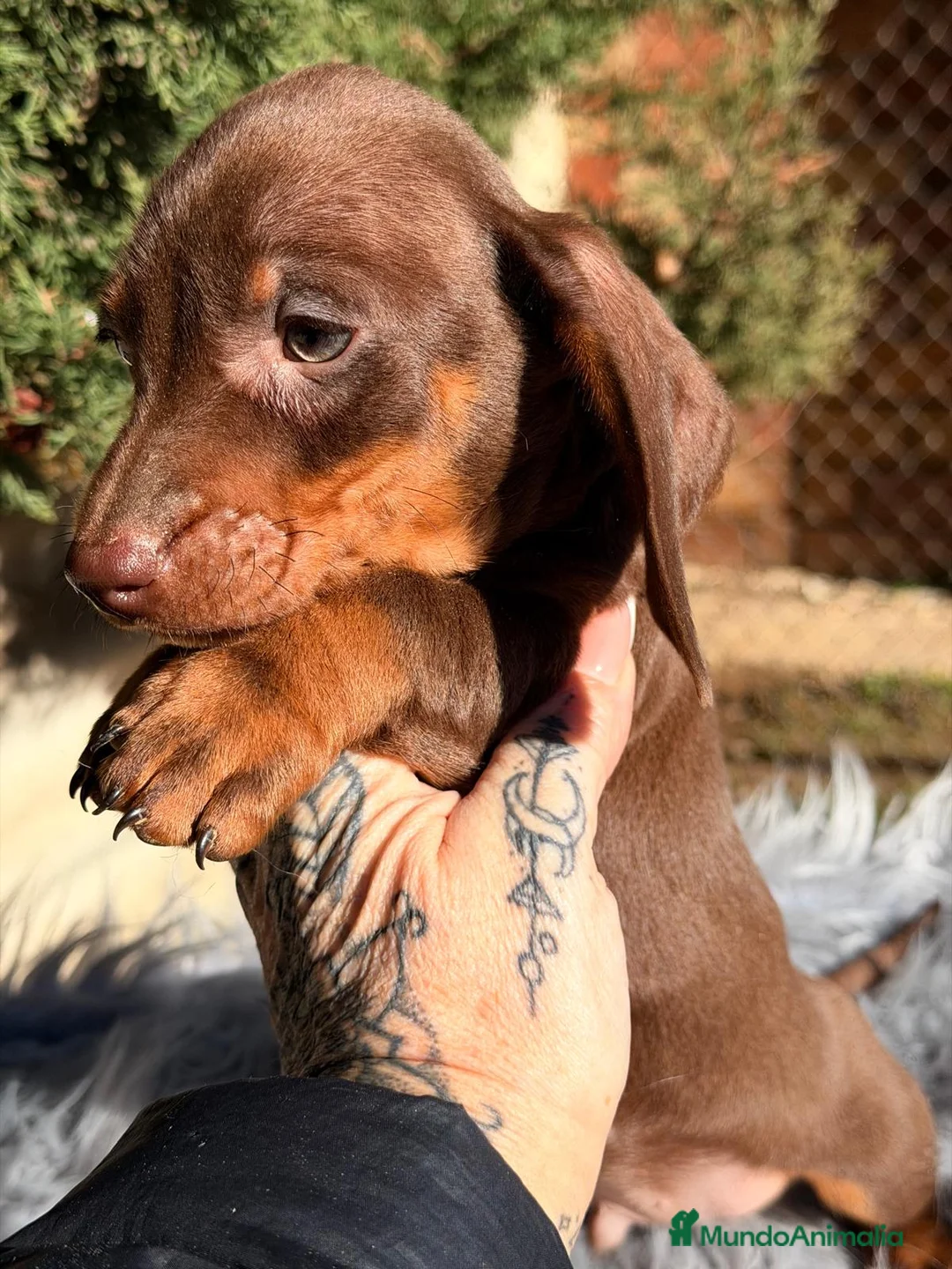 Teckel Miniatura perros en venta: TECKEL CHOCOLATE MACHO - Anuncio 4