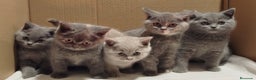 Británico de Pelo Corto gatos en venta: British Shorthair  - Anuncio 5
