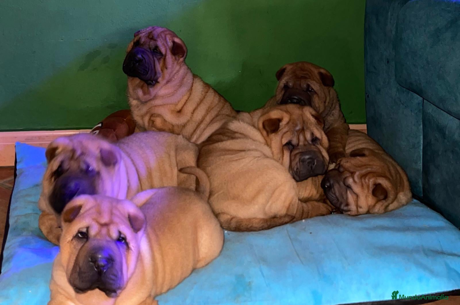 Shar Pei perros SHAR PEI BEBE - Anuncio 1