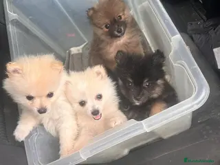 Pomerania perros Pomerania - Anuncio 2