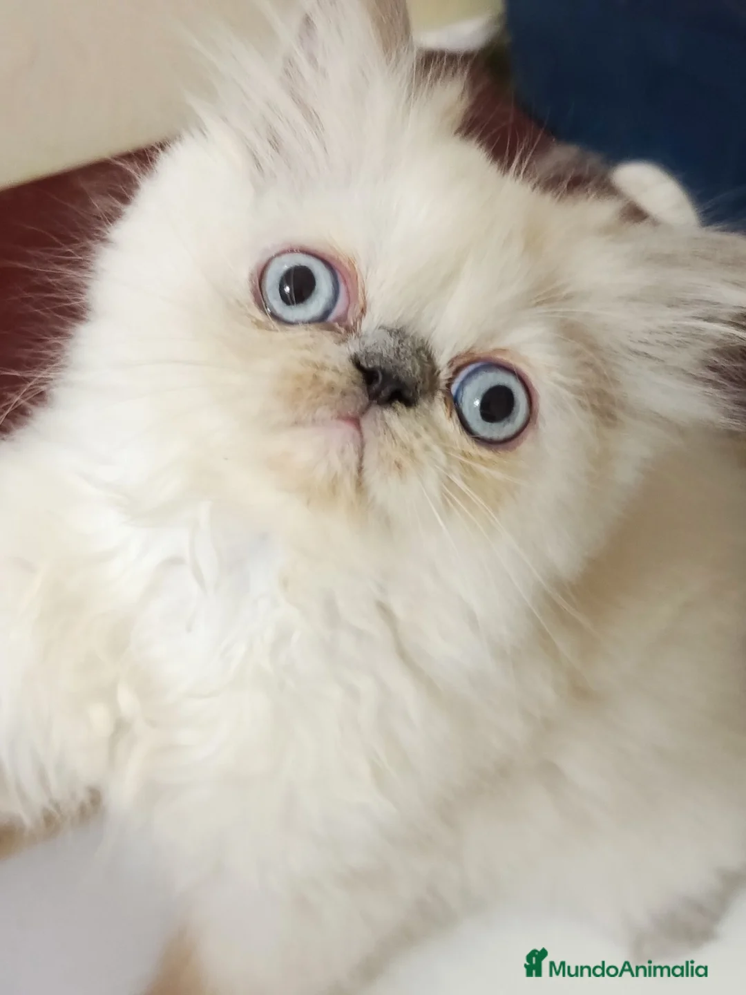 Persa gatos en venta: CACHORROS PERSAS HIMALAYOS  - Anuncio 2