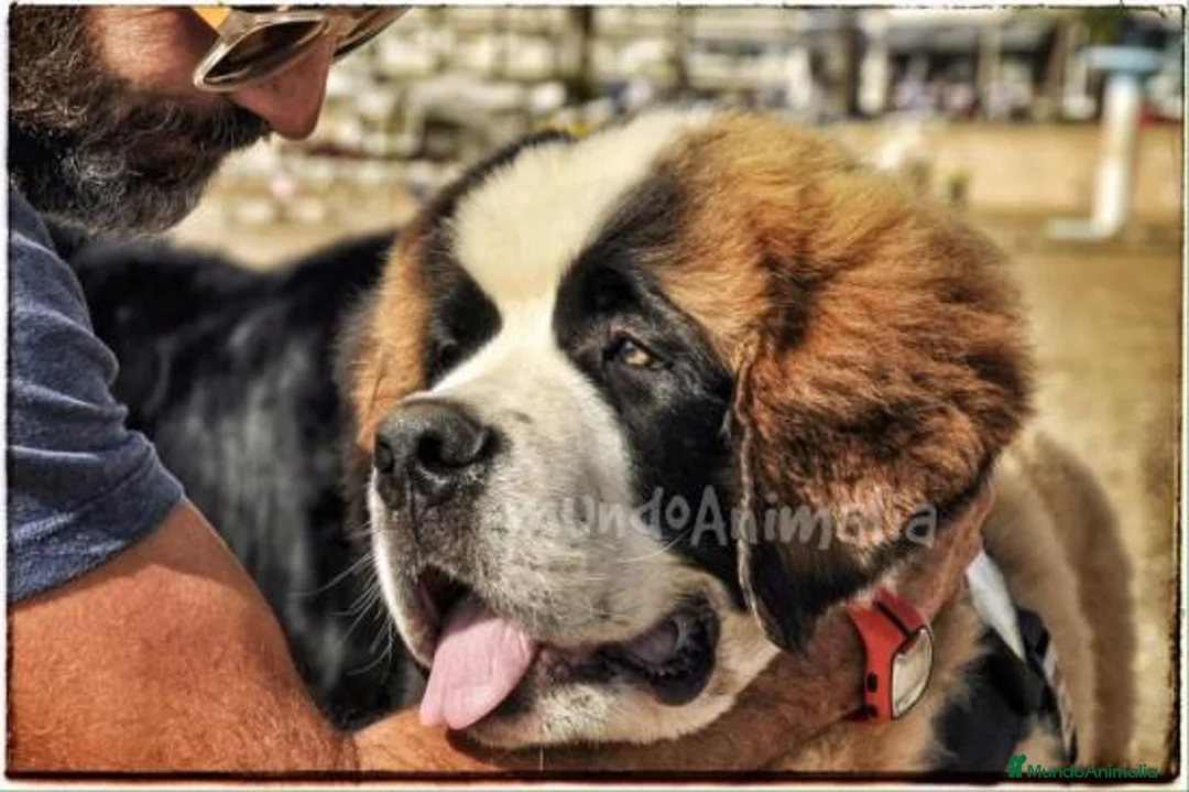 Imagen de galería {{count}}