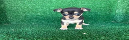 Chihuahua perros en venta: chihuahua - Anuncio 3