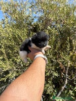 Pomerania perros - Anuncio 6