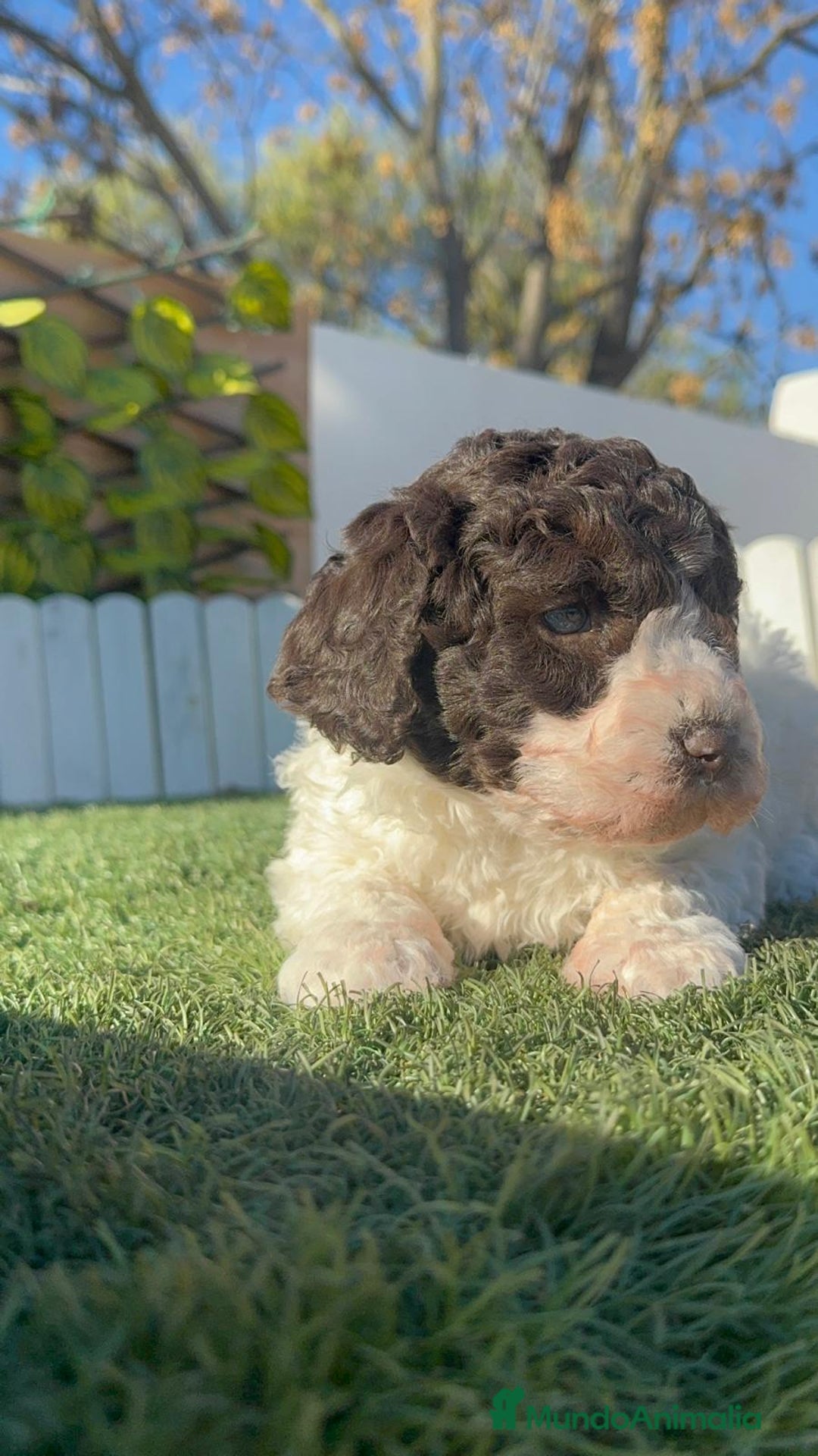 Perro de Agua Español perros en venta: PERRO DE AGUA MACHO - Anuncio 12