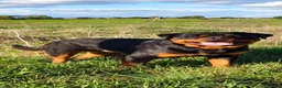 Rottweiler perros en venta: Cachorros padres Alemanes mejores líneas mundiales - Anuncio 5