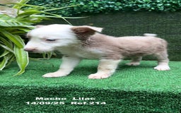 Border Collie perros en venta: BORDER COLLIE color lilac - Imagen 24
