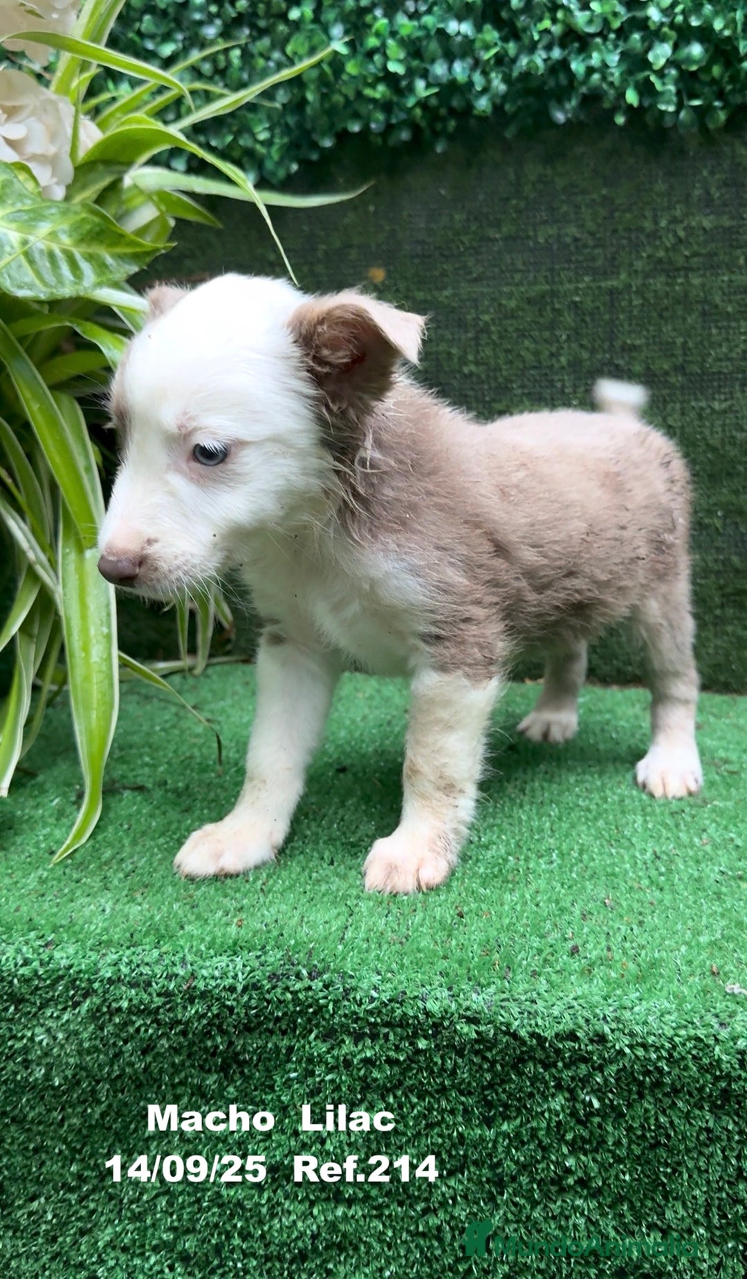 Border Collie perros en venta: BORDER COLLIE color lilac - Imagen 24
