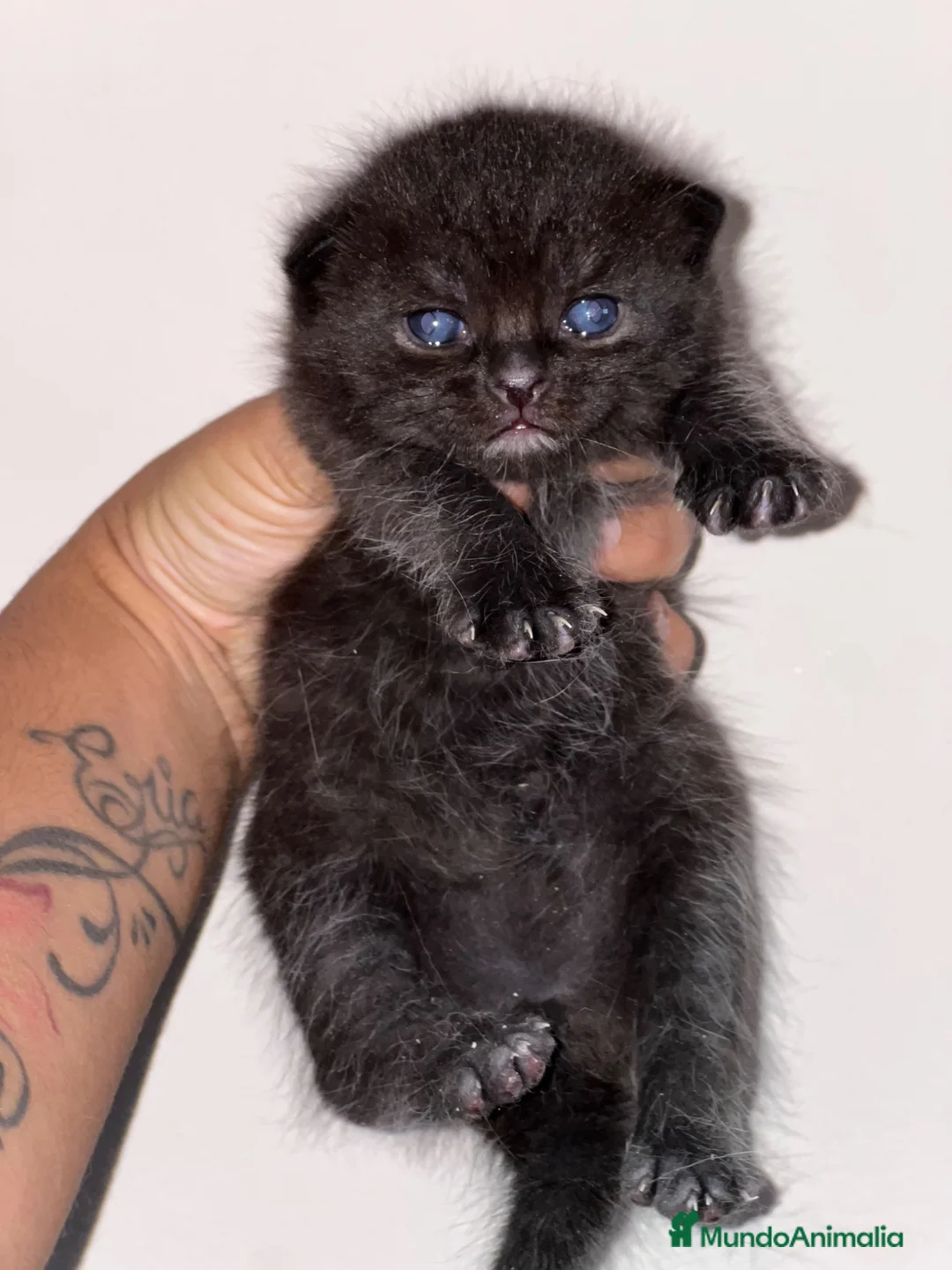 Británico de Pelo Corto gatos en venta: MACHITO NEGRO BRITISH SHORTHAIR  - Anuncio 1