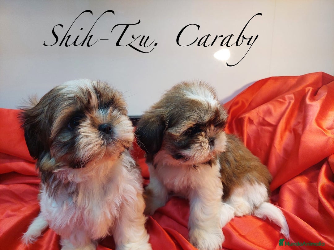 Shih Tzu perros en venta:  Shih-Tzu En Caraby Benidorm  en Alicante - Anuncio 3