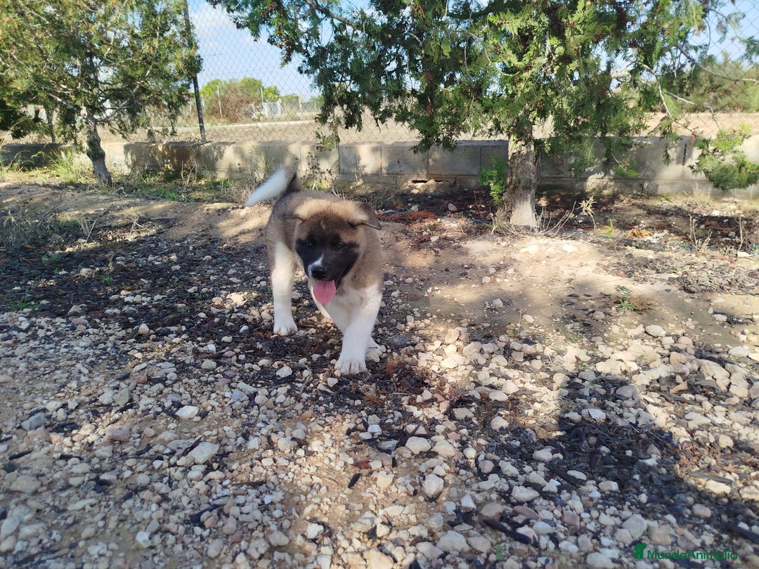 Akita Americano perros en venta: Akita americano hembra  en Alicante - Imagen 3