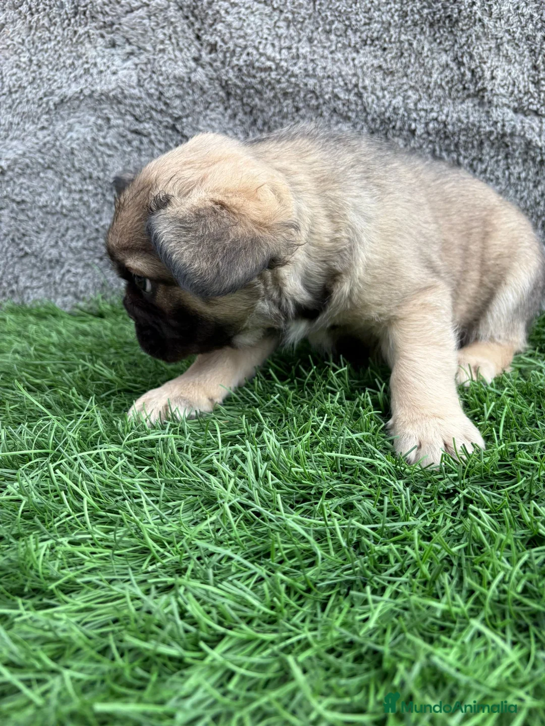 Bulldog Francés perros en venta: Bulldog Frances macho fluffy Fawn - Anuncio 12