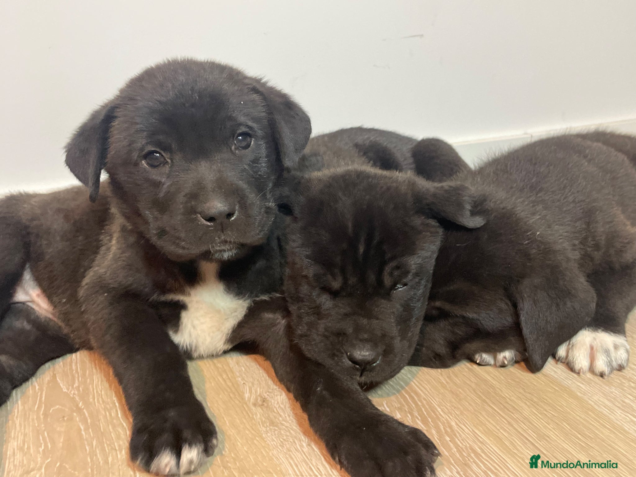 Raza Mixta perros Cachorras Bandog en venta – 50€ – Sax (Alicante) - Anuncio 1