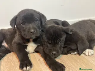 Raza Mixta perros Cachorras Bandog en venta – 50€ – Sax (Alicante) - Anuncio 1