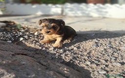 Yorkshire Terrier perros en venta: YORKSHIRE - Imagen 10