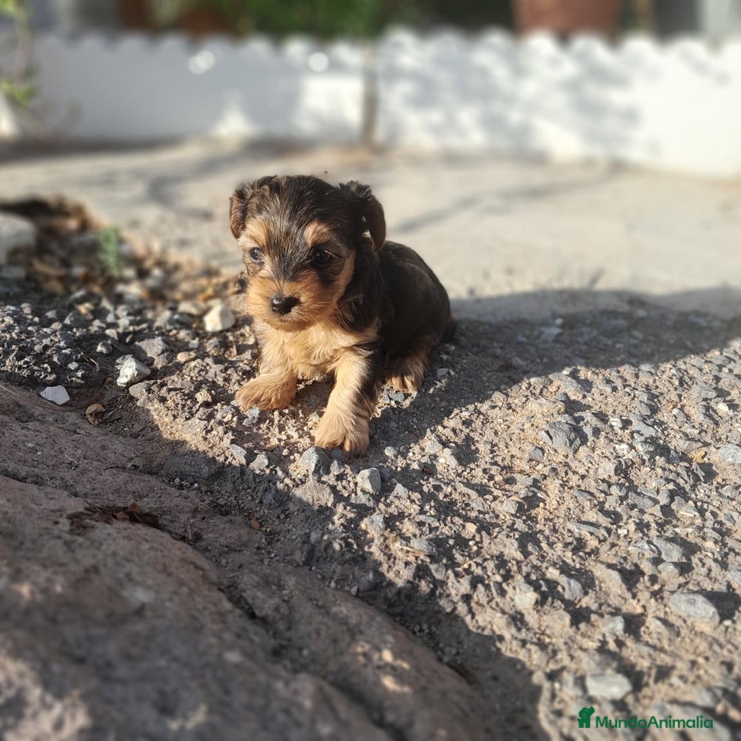 Yorkshire Terrier perros en venta: YORKSHIRE - Imagen 10