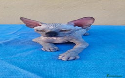 Sphynx gatos en venta: Nueva camada de gatitos sphynx  - Imagen 13